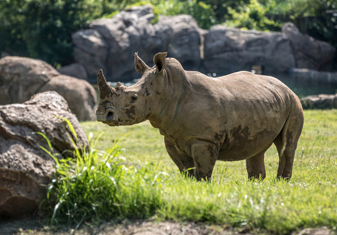 Nashville Zoo | Visit Nashville TN